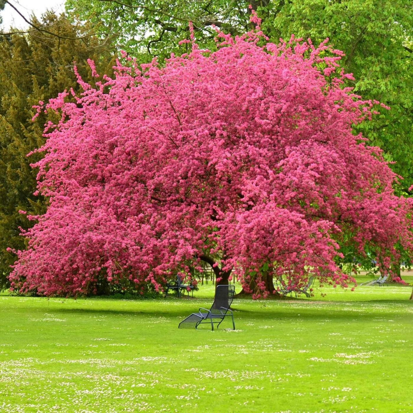 Pink Dogwood - The Living Urn