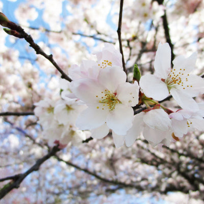 Akebono Flowering Cherry - Perry