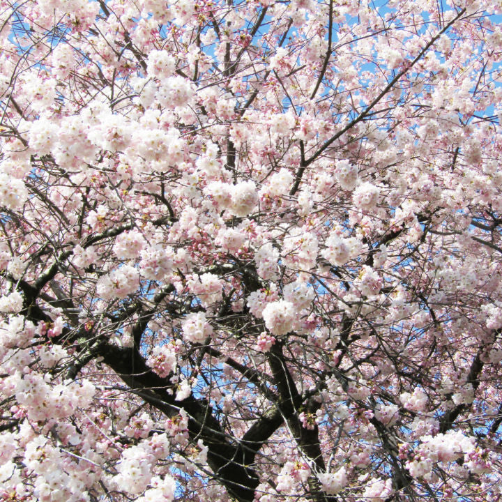 Akebono Flowering Cherry - Perry