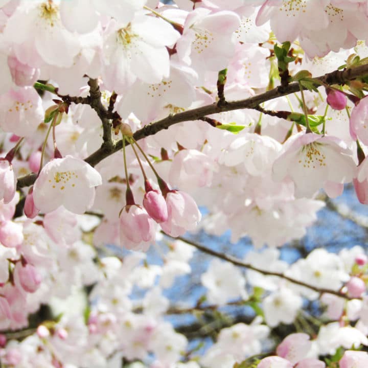 Akebono Flowering Cherry - Perry