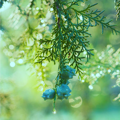 Cypress (Leyland) - Endswell