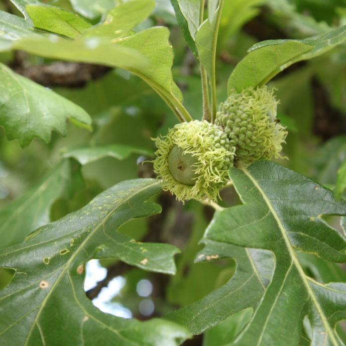 Bur Oak - Perry