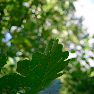 Bur Oak - Green Farewells