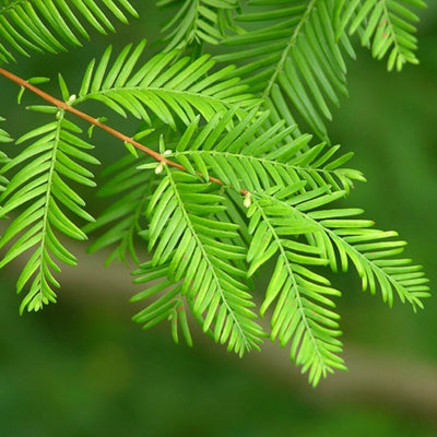 Dawn Redwood - Perry