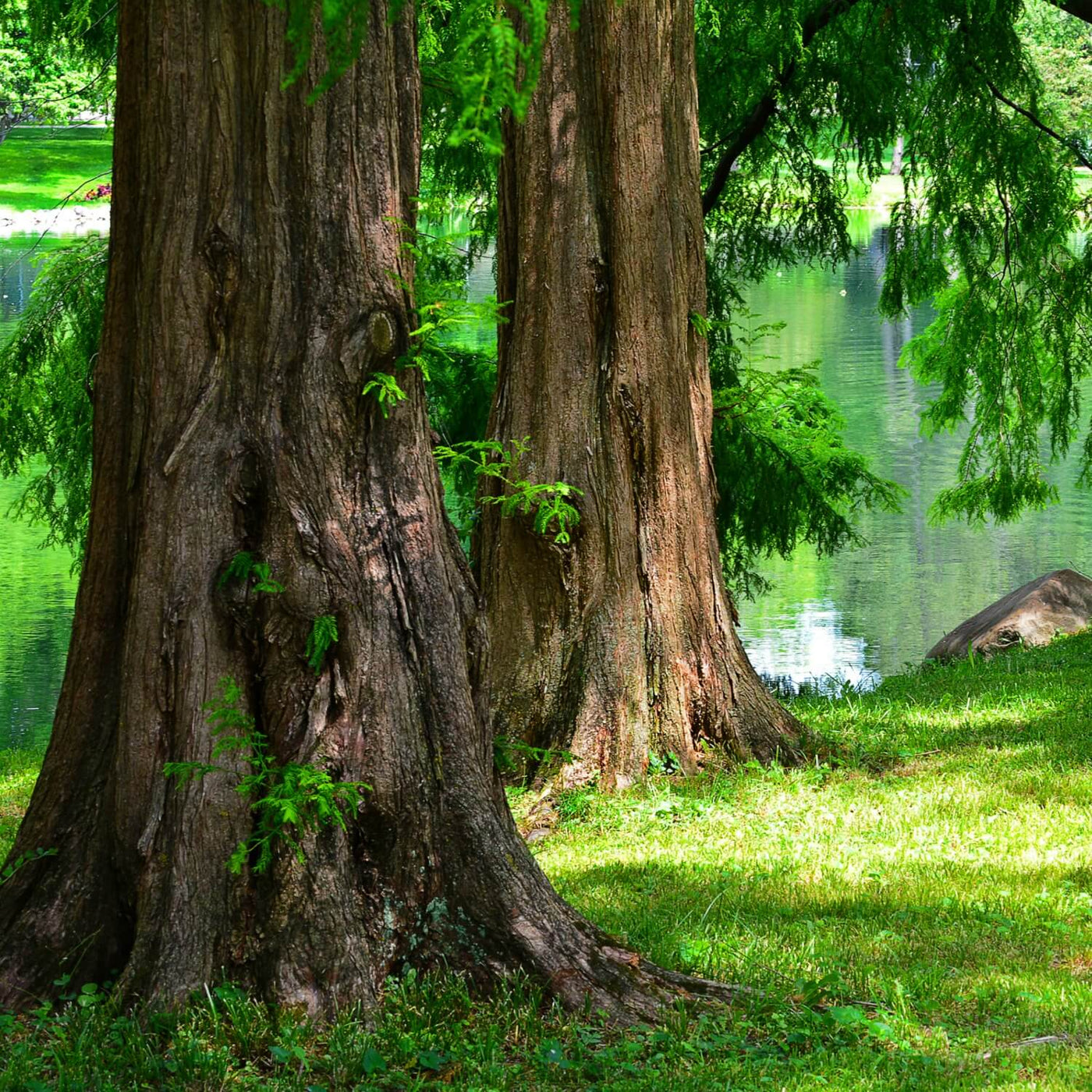 Dawn Redwood - Perry