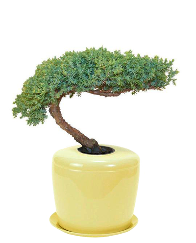 The Living Urn Indoors / Patio - Lotus