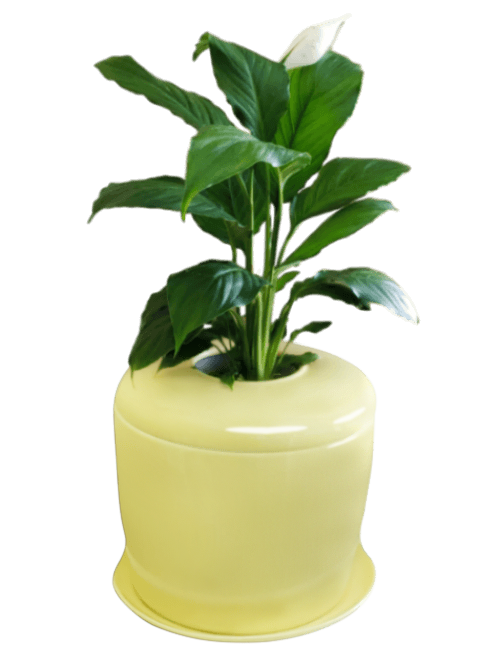 The Living Urn Indoors / Patio - Endswell