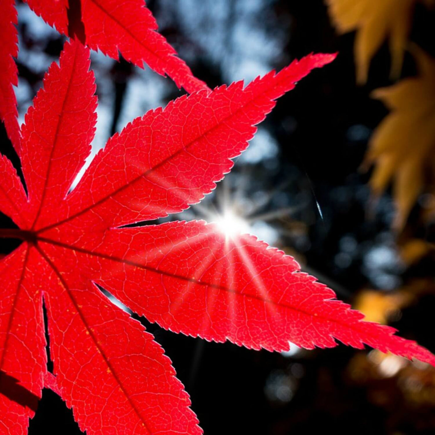 Japanese Red Maple - Green Farewells