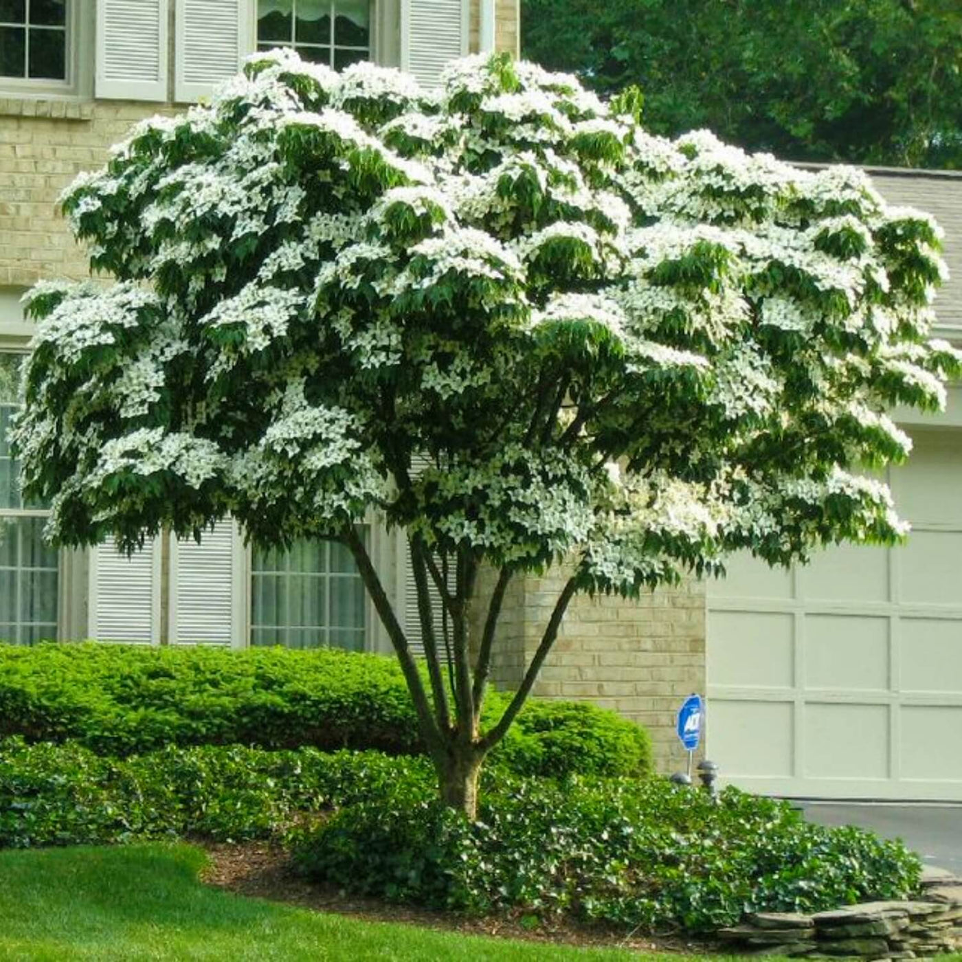 Kousa Dogwood - Perry