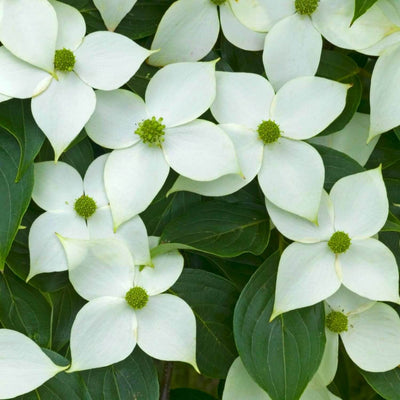 Kousa Dogwood - Perry