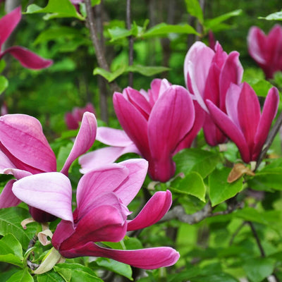 Magnolia Jane - Endswell