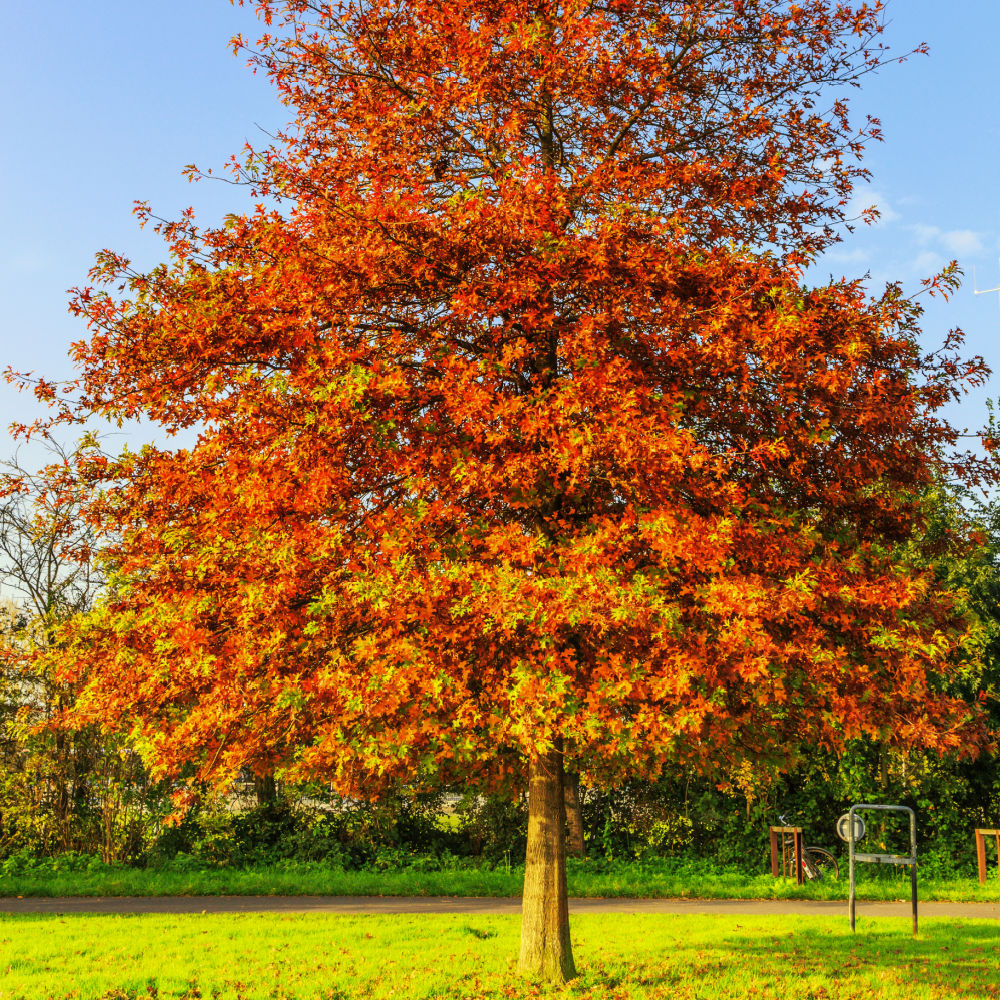 Pin Oak - Perry