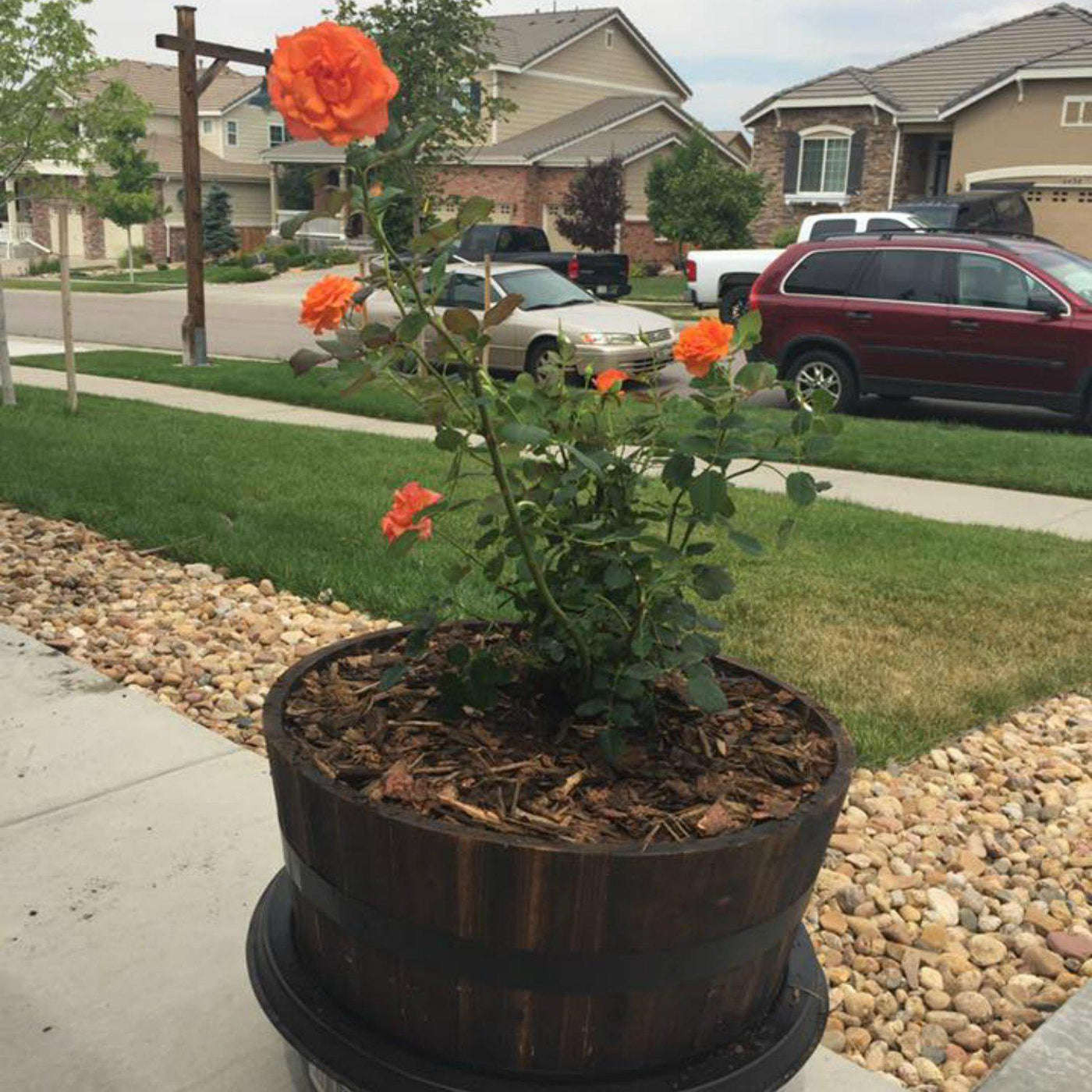 Living Urn System Only (use with your own tree, plant or flowers) - Endswell