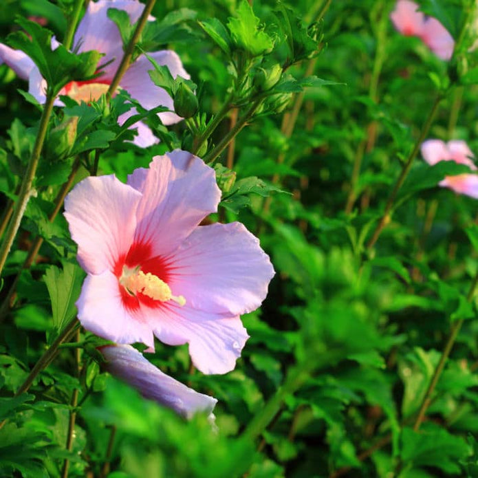 Rose of Sharon (Minerva) - Green Farewells