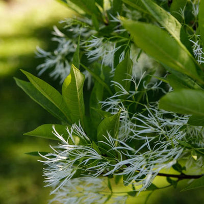 White Fringe Tree - Perry