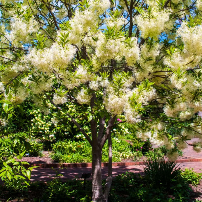 White Fringe Tree - Perry