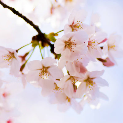 Japanese Flowering Cherry (Yoshino) - Farris