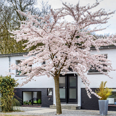 Autumnalis Flowering Cherry - Perry