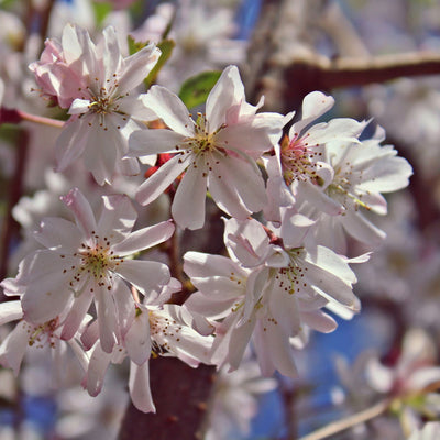 Autumnalis Flowering Cherry - Perry