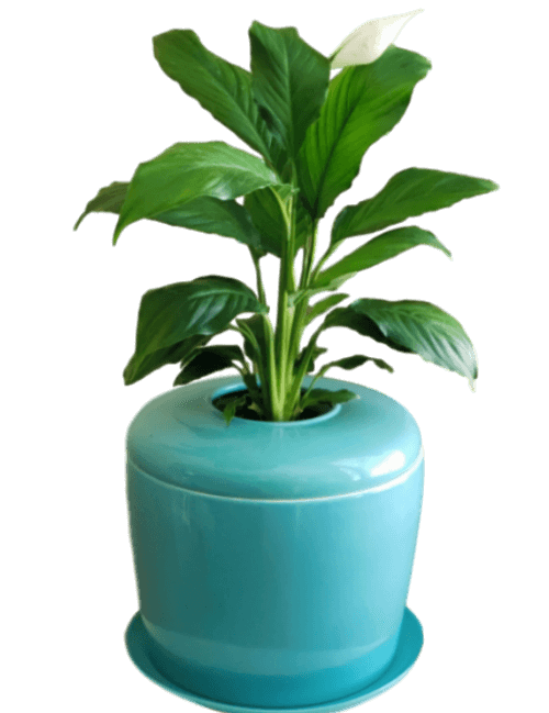 The Living Urn Indoors / Patio - Perry
