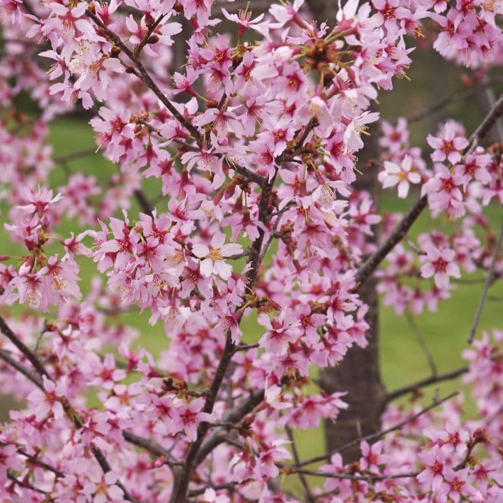 Okame Flowering Cherry - Perry