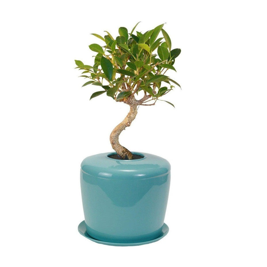 The Living Urn Indoors / Patio - Hyatt Ewald