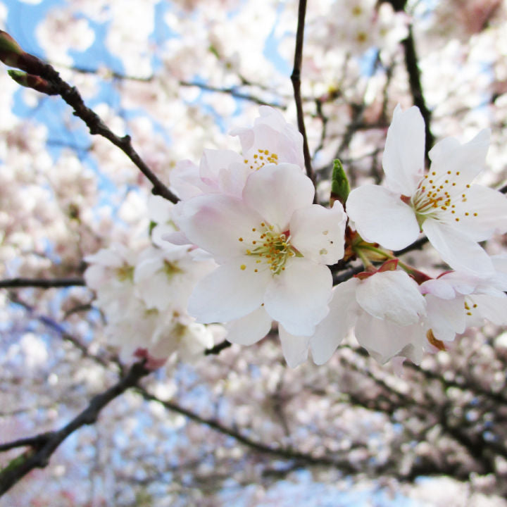 Akebono Flowering Cherry - Two Rivers