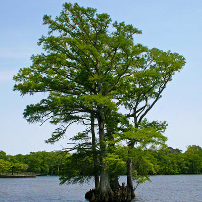 Bald Cypress - Bunker
