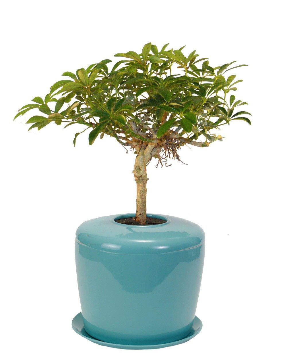 The Living Urn Indoors / Patio - Be a Tree Cremation