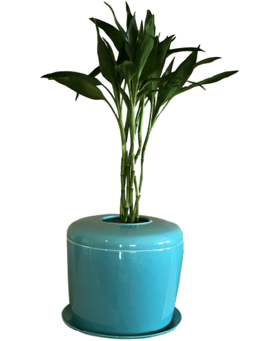 The Living Urn Indoors / Patio - Eternal Peace