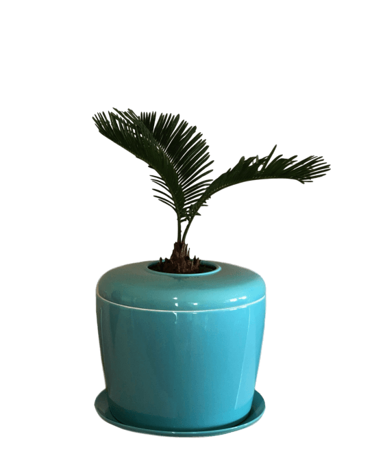 The Living Urn Indoors / Patio - Simple Pets