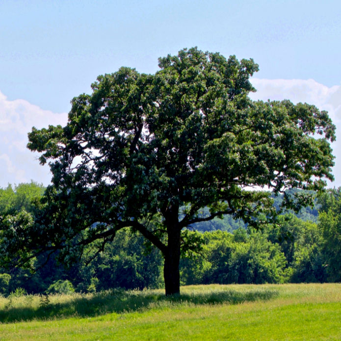 Bur Oak - Natural Grace
