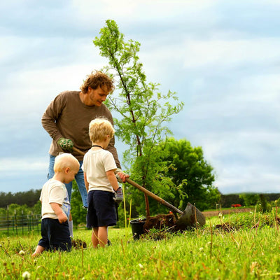 Dawn Redwood - Be a Tree Cremation