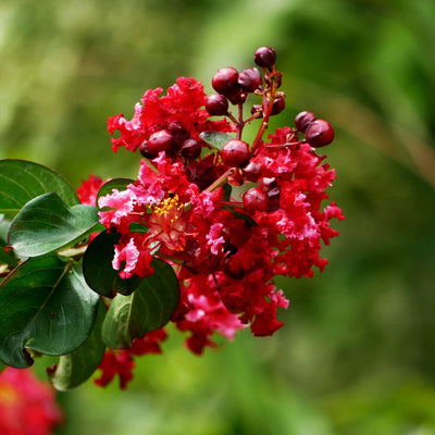 Crape Myrtle (Red) - Belk