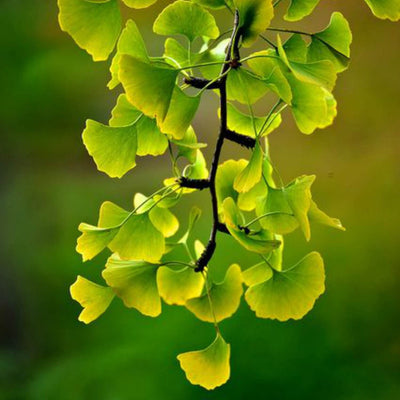 Ginkgo Biloba - Front Range