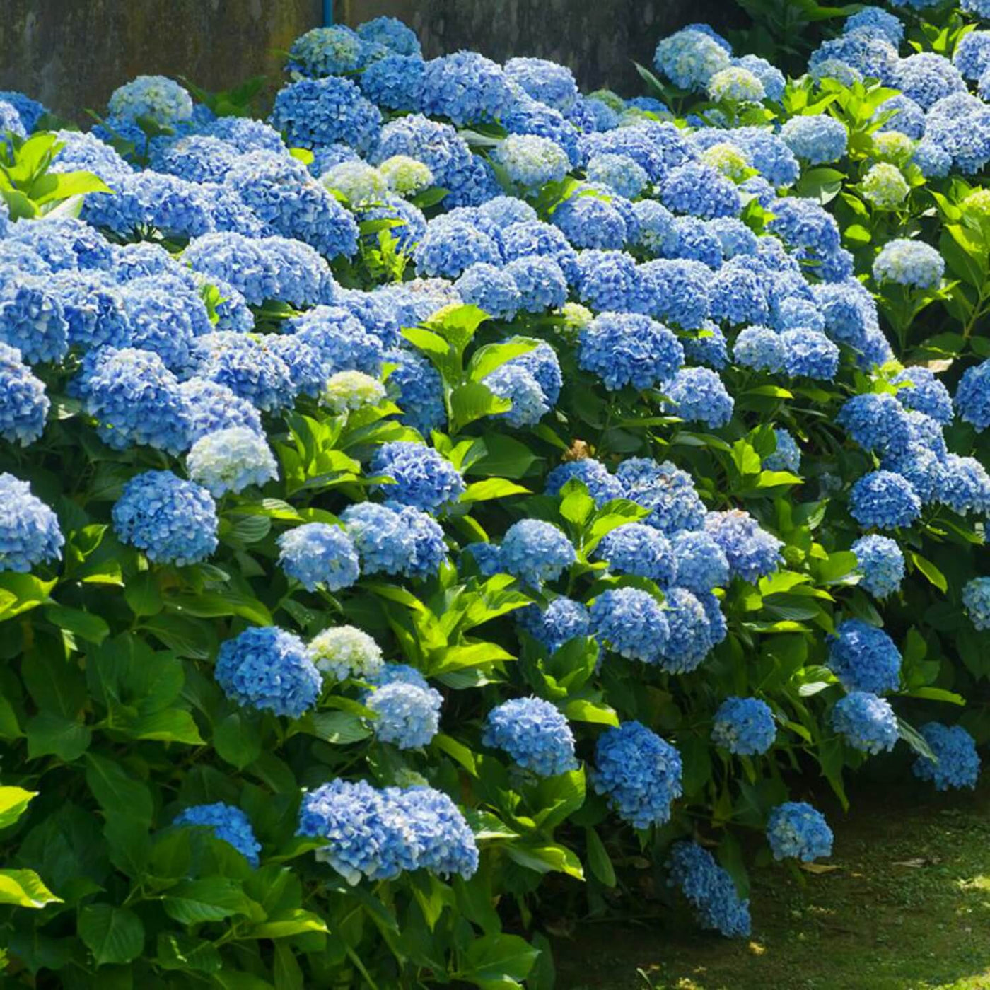 Hydrangea - Eternal Peace