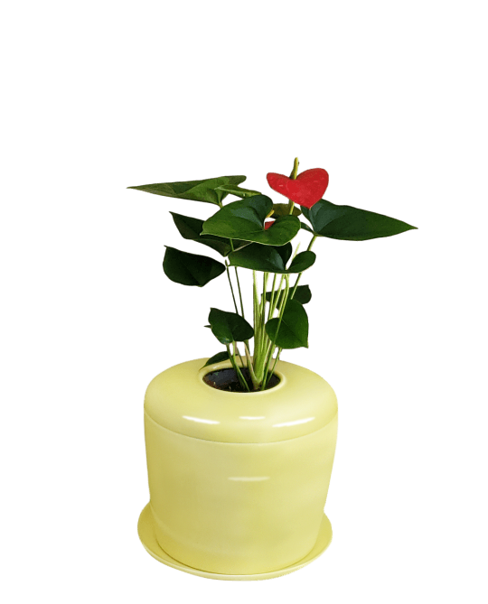 The Living Urn Indoors / Patio - Be a Tree Cremation