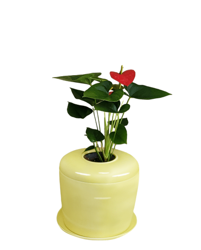 The Living Urn Indoors / Patio - Blake