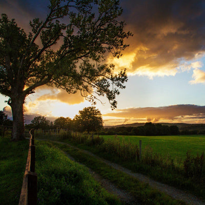 The Irish Living Urn - Emmick
