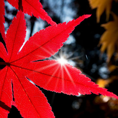 Japanese Red Maple - A Better Place