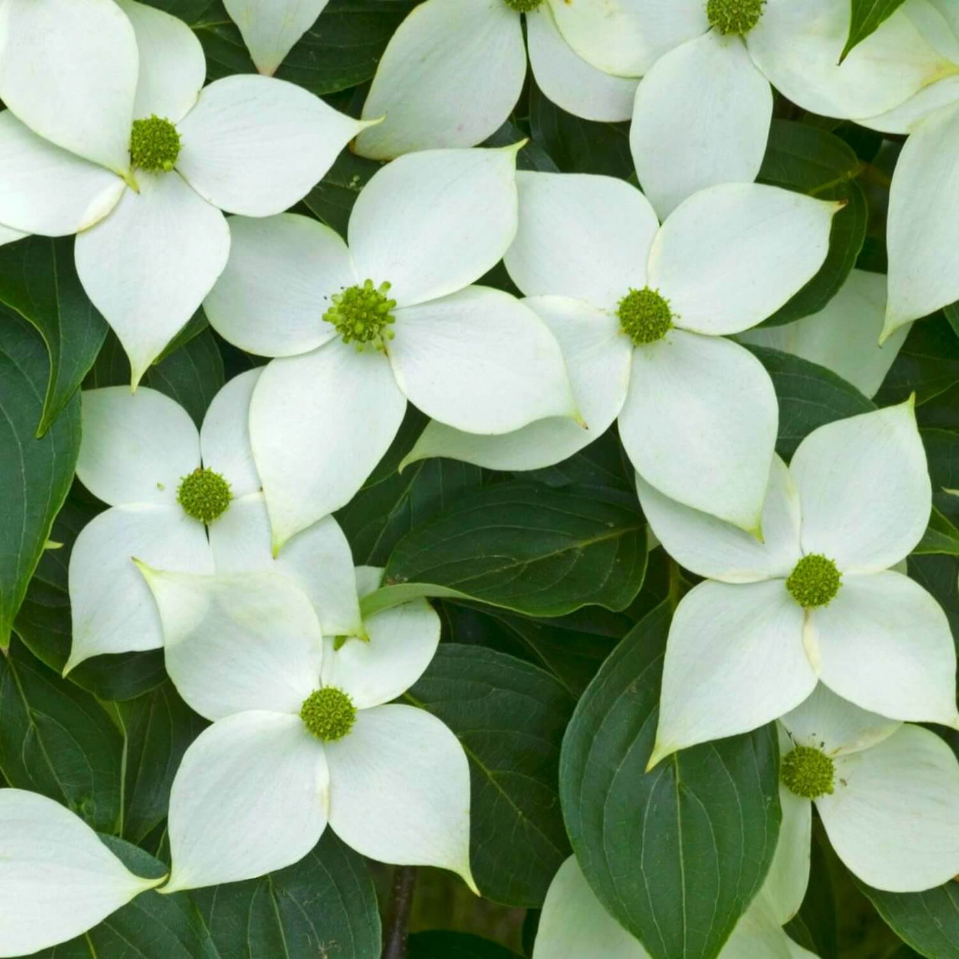 Kousa Dogwood - Natural Grace