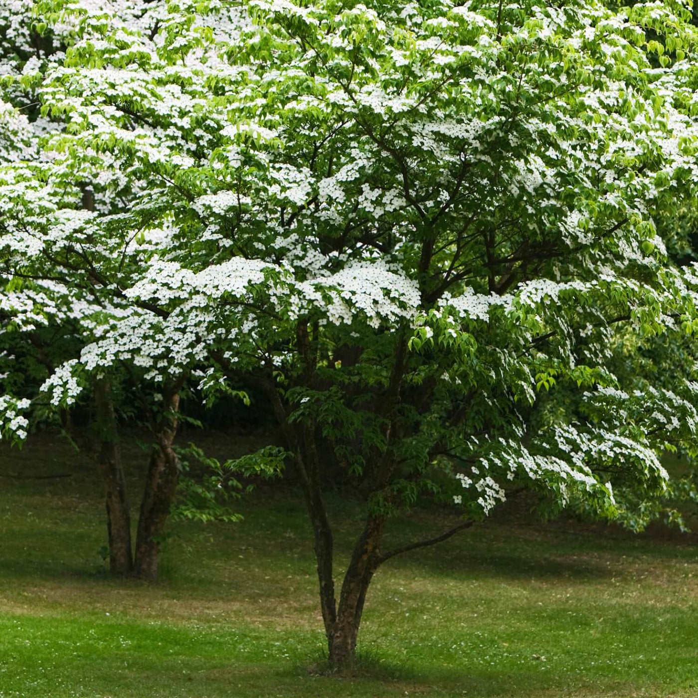 Kousa Dogwood - Be a Tree Cremation