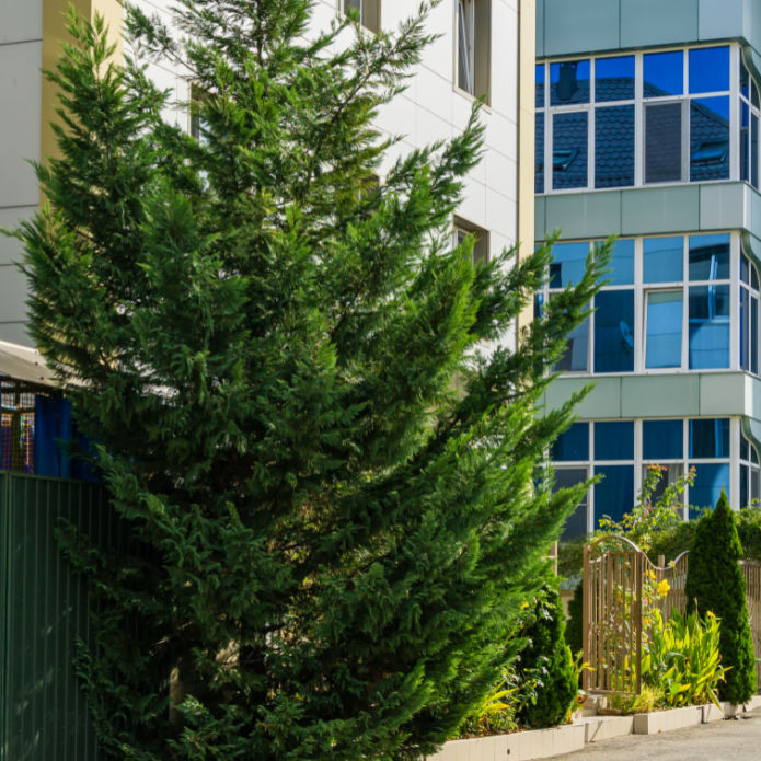 Cypress (Leyland) - Eternal Peace