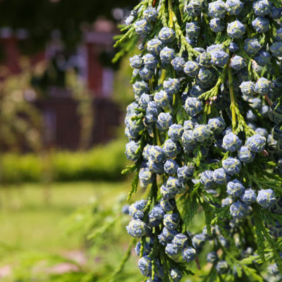 Cypress (Leyland) - Simple Pets