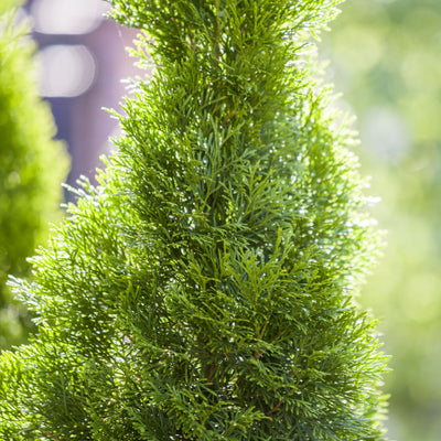 Cypress (Leyland) - Monarch