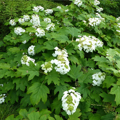 Oakleaf Hydrangea - Bunker