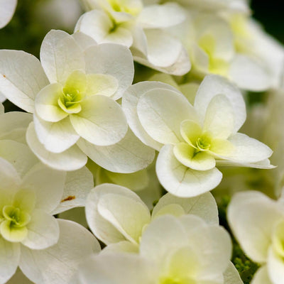 Oakleaf Hydrangea - Weddle