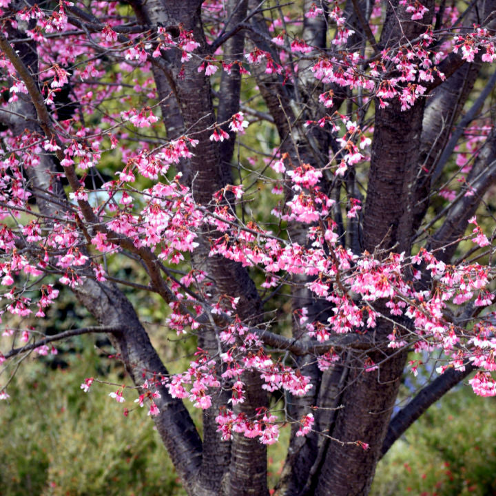 Okame Flowering Cherry - Cremation Society