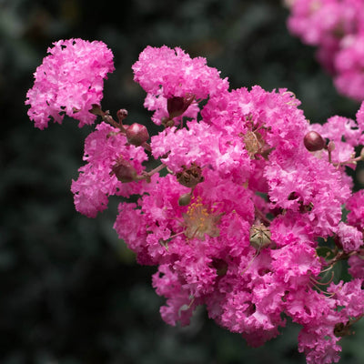 Crape Myrtle (Pink) - Bunker
