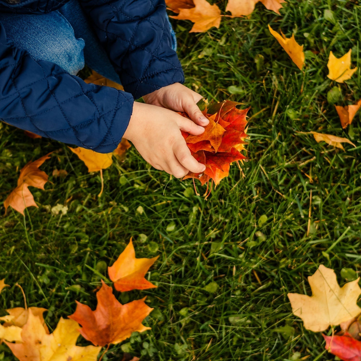 Red Maple - Cremation Society